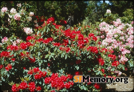 Rhododendron Dell