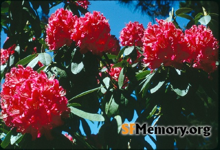 Rhododendron Dell