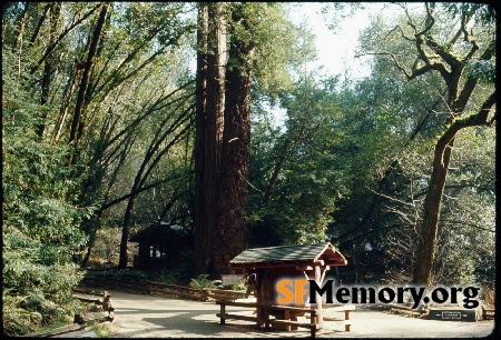 Muir Woods