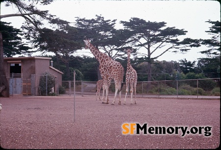 Giraffes, SF Zoo