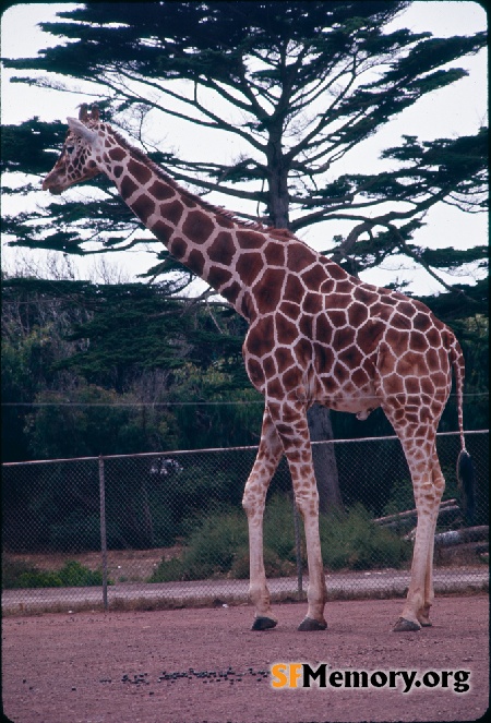 Giraffe, SF Zoo