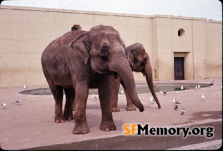 Elephants, SF Zoo