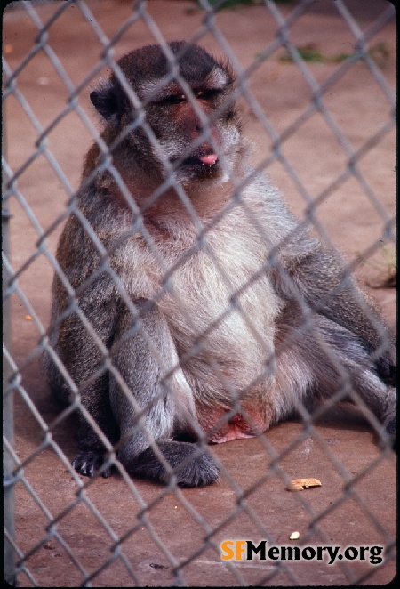 SF Zoo