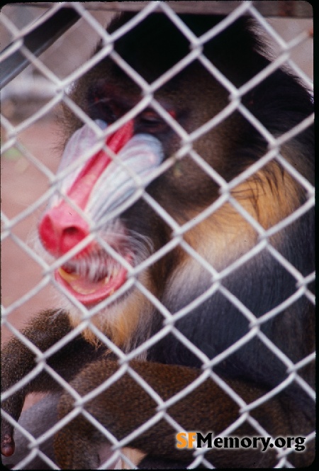 SF Zoo