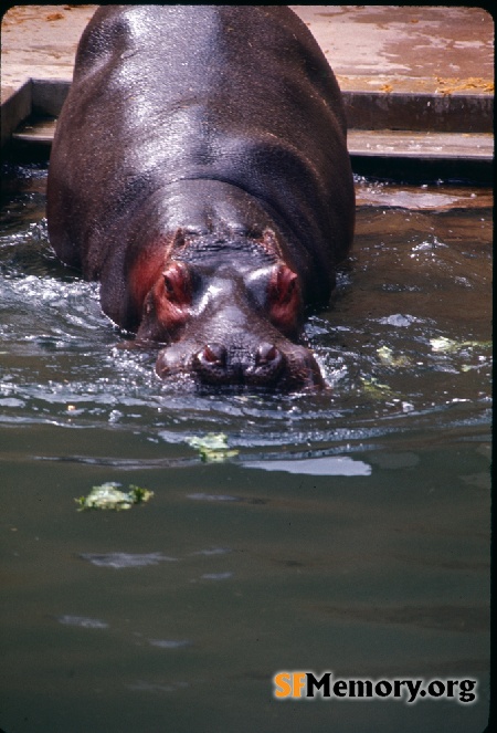 SF Zoo