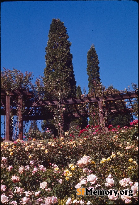 Berkeley Rose Garden