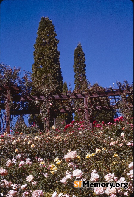 Berkeley Rose Garden