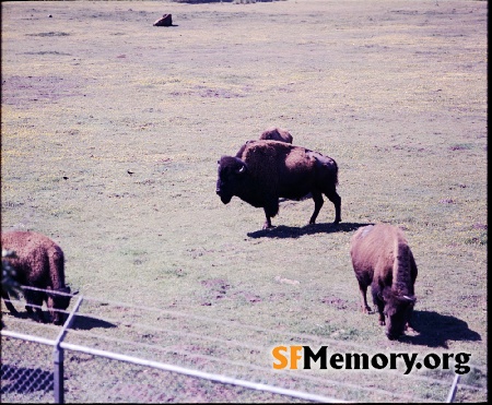 Bison Paddock