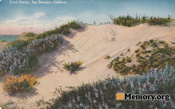 Dunes of sand and flowers,n.d.