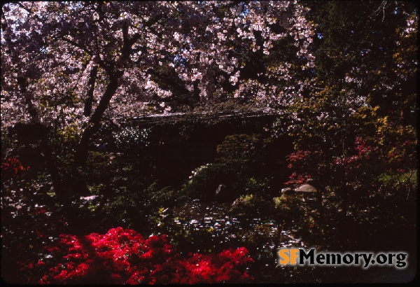 Japanese Tea Garden
