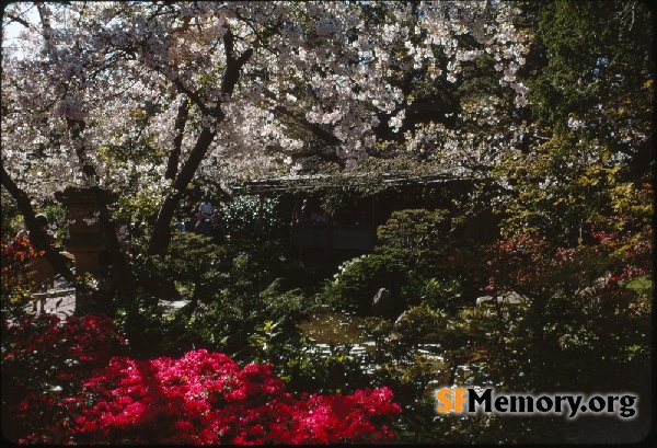Japanese Tea Garden