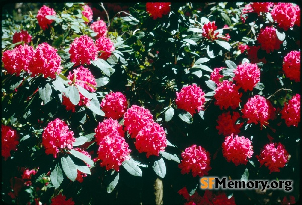 Rhododendron Dell
