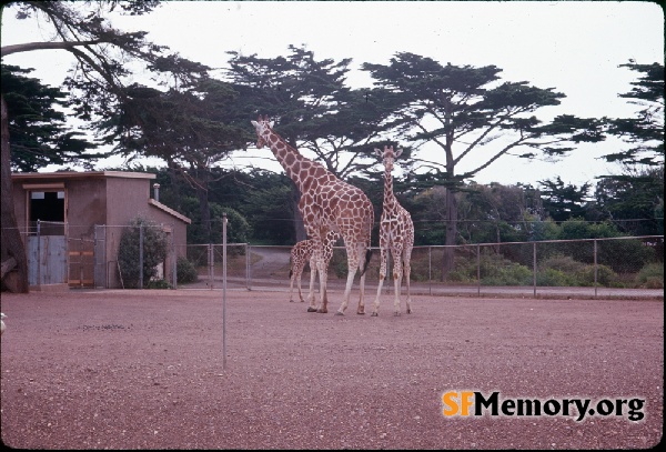 Giraffes, SF Zoo