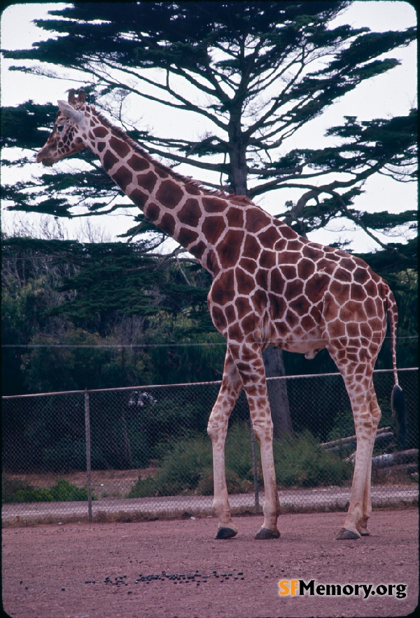 Giraffe, SF Zoo