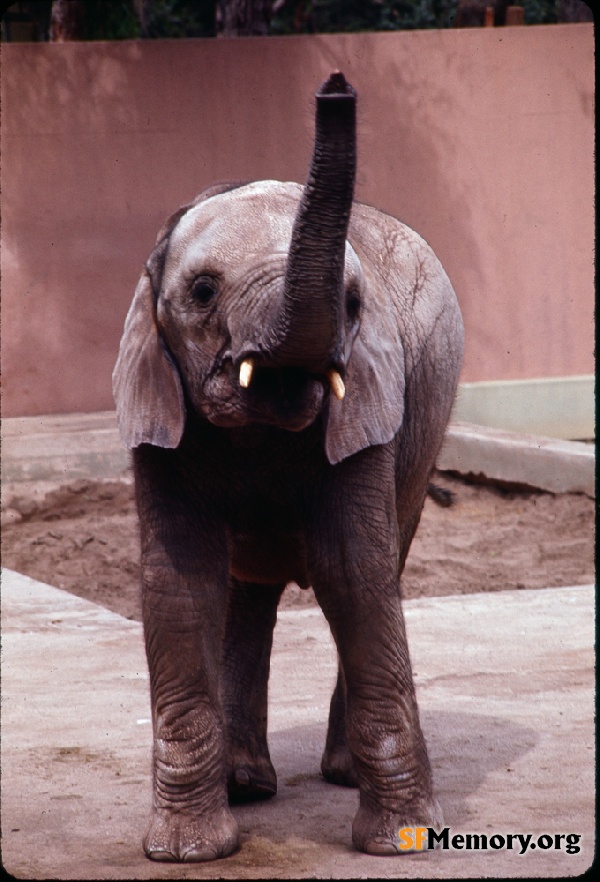 Elephant, SF Zoo