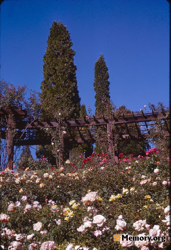 Berkeley Rose Garden